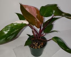 #9 Pink Princess Philodendron, Philodendron erubescens 'Pink Princess' #9